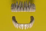 Realistic 3D Teeth Set